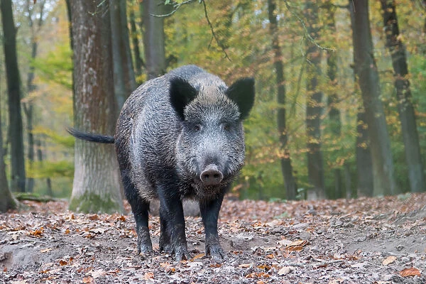 Wild Boar -Sus scrofa-, captive, in the autumn forest, Hesse, Germany