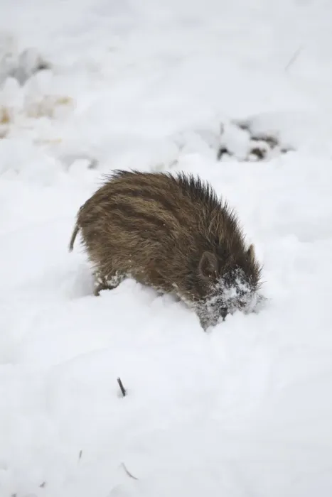 Framed Print : Wild boar -Sus scrofa- piglet burrowing in the snow, Allgau, Swabia, Bavaria, Germany Framed Print : Wild boar -Sus scrofa- piglet burrowing in the snow, Allgau, Swabia, Bavaria, Germany