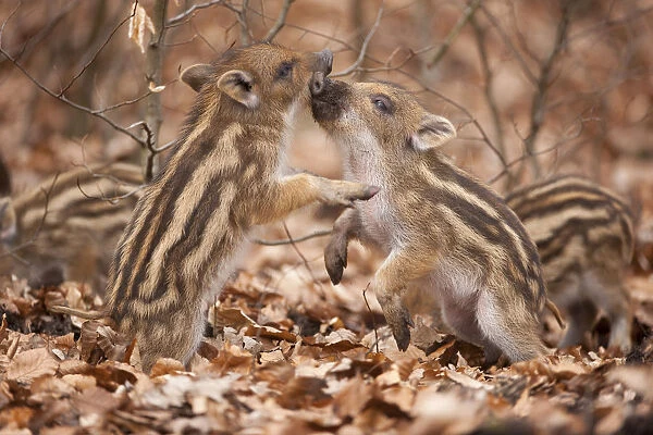 Wild boar -Sus scrofa-, two piglets play-fighting, captive, Saxony, Germany
