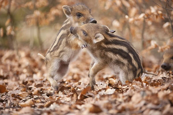 Wild boar -Sus scrofa-, two piglets play-fighting, captive, Saxony, Germany