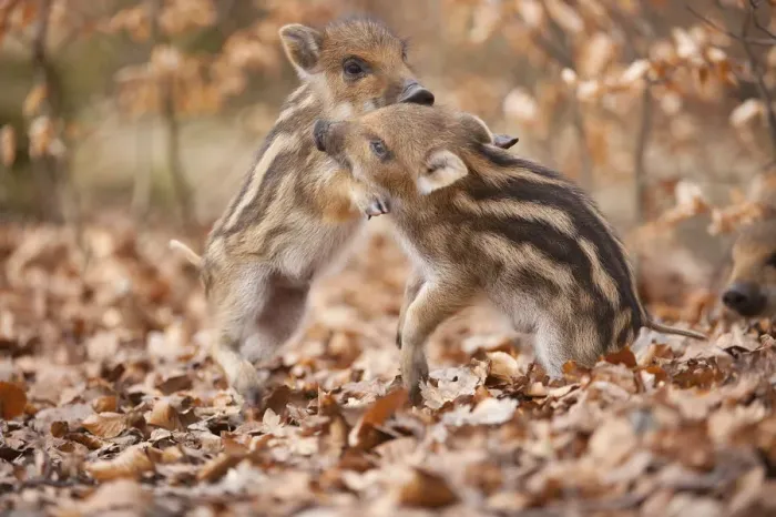 Framed Print : Wild boar -Sus scrofa-, two piglets play-fighting, captive, Saxony, Germany
