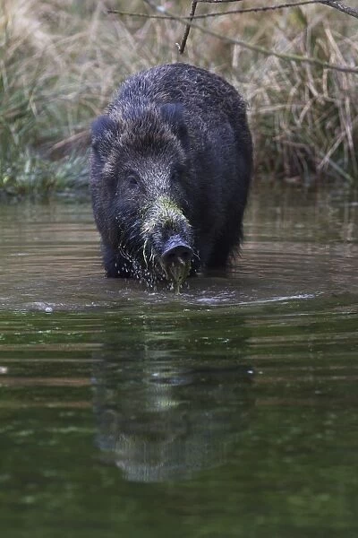 Wild Boar -Sus scrofa- standing in a pond in search of food, Naturpark Arnsberger Wald, Sauerland, North Rhine-Westphalia, Germany