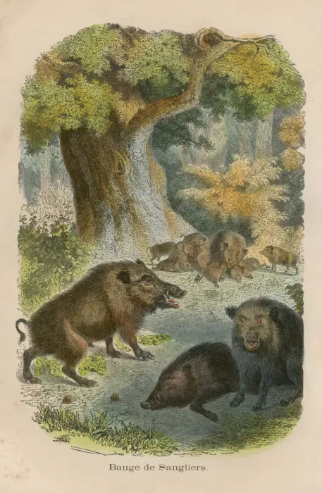 Framed Print : Wild boars engraving chromolitography 1880