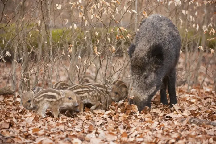 Framed Print : Wild Boars -Sus scrofa-, sow and piglets, captive, North Rhine-Westphalia, Germany Framed Print : Wild Boars -Sus scrofa-, sow and piglets, captive, North Rhine-Westphalia, Germany