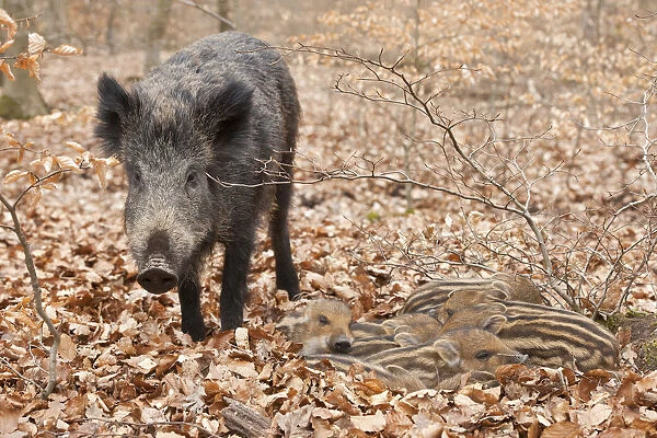 Wild Boars -Sus scrofa-, sow and piglets resting, captive, North Rhine-Westphalia, Germany