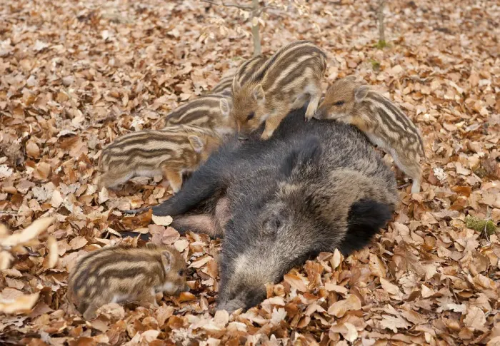 Framed Print : Wild Boars -Sus scrofa-, sow with suckling piglets, captive, North Rhine-Westphalia, Germany