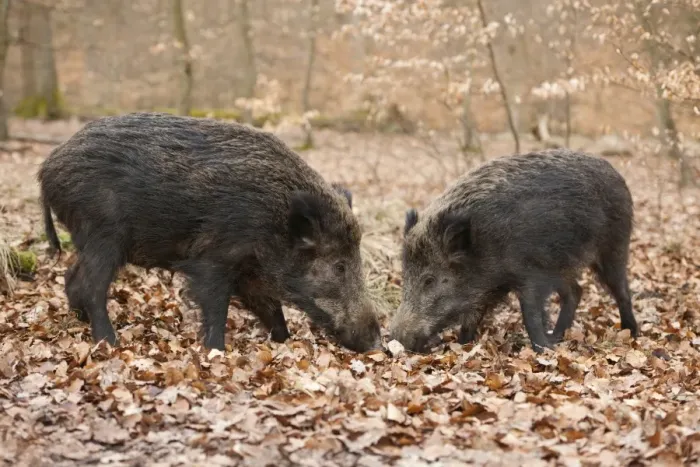 Framed Print : Wild Boars -Sus scrofa-, sows, captive, North Rhine-Westphalia, Germany Framed Print : Wild Boars -Sus scrofa-, sows, captive, North Rhine-Westphalia, Germany