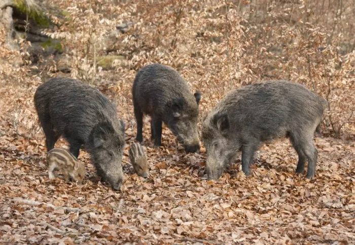 Framed Print : Wild Boars -Sus scrofa-, sows with piglets, captive, North Rhine-Westphalia, Germany Framed Print : Wild Boars -Sus scrofa-, sows with piglets, captive, North Rhine-Westphalia, Germany