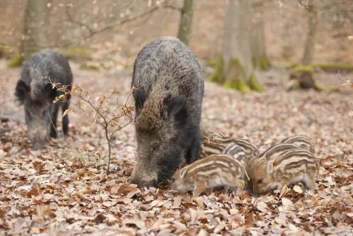 Framed Print : Wild Boars -Sus scrofa-, sows and piglets, captive, North Rhine-Westphalia, Germany Framed Print : Wild Boars -Sus scrofa-, sows and piglets, captive, North Rhine-Westphalia, Germany