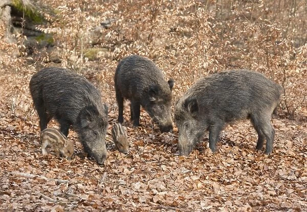 Wild Boars -Sus scrofa-, sows with piglets, captive, North Rhine-Westphalia, Germany