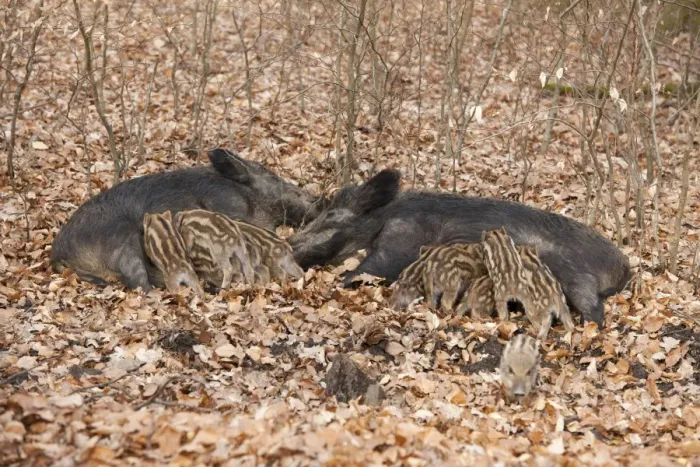 Framed Print : Wild Boars -Sus scrofa-, two sows with suckling piglets, captive, North Rhine-Westphalia, Germany Framed Print : Wild Boars -Sus scrofa-, two sows with suckling piglets, captive, North Rhine-Westphalia, Germany