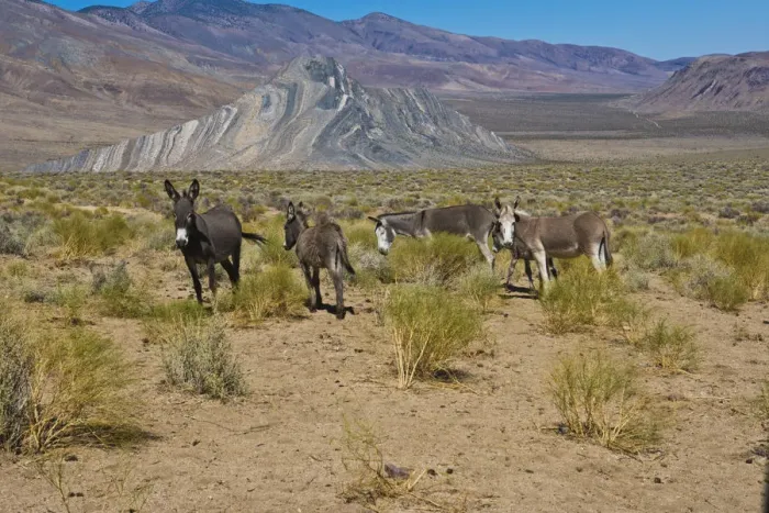 Framed Print : Wild Burros (Equus africanus asinus) in desert, Butte Valley Road, Death Valley National Park, California, USA