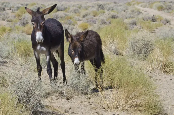 Framed Print : Wild Burros (Equus africanus asinus) in desert, Butte Valley Road, Death Valley National Park, California, USA Framed Print : Wild Burros (Equus africanus asinus) in desert, Butte Valley Road, Death Valley National Park, California, USA