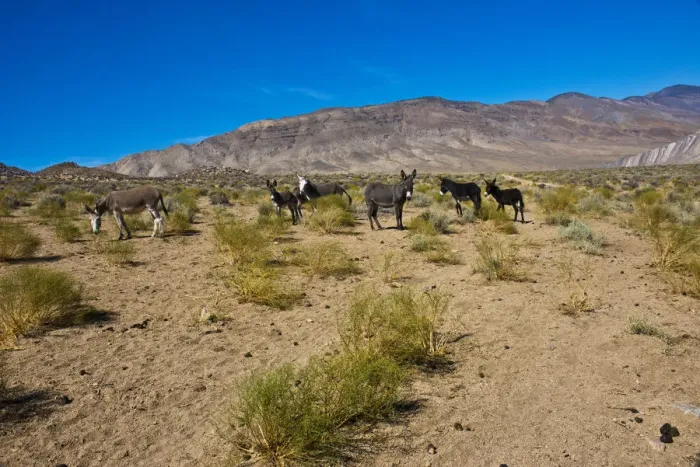 Framed Print : Wild Burros (Equus africanus asinus) in desert, Butte Valley Road, Death Valley National Park, California, USA Framed Print : Wild Burros (Equus africanus asinus) in desert, Butte Valley Road, Death Valley National Park, California, USA