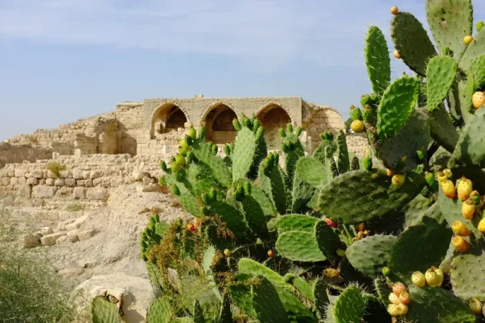 Framed Print : Wild Cactuses at the Crusader church Framed Print : Wild Cactuses at the Crusader church