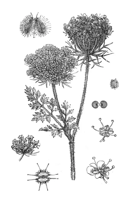 Framed Print : Wild carrot (Daucus Carota) Framed Print : Wild carrot (Daucus Carota)