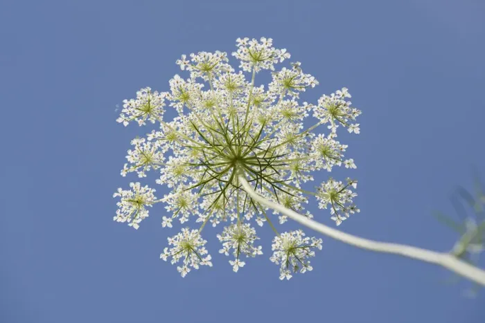 Framed Print : Wild carrot -Daucus carota-, umbelliferous blossom from below against a blue sky, Jena, Thuringia, Germany Framed Print : Wild carrot -Daucus carota-, umbelliferous blossom from below against a blue sky, Jena, Thuringia, Germany