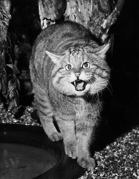 Wild Cat. 8th February 1971: A snarling European wild cat at London Zoo