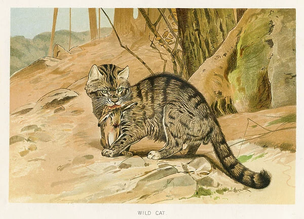 Wild cat chromolithograph 1896