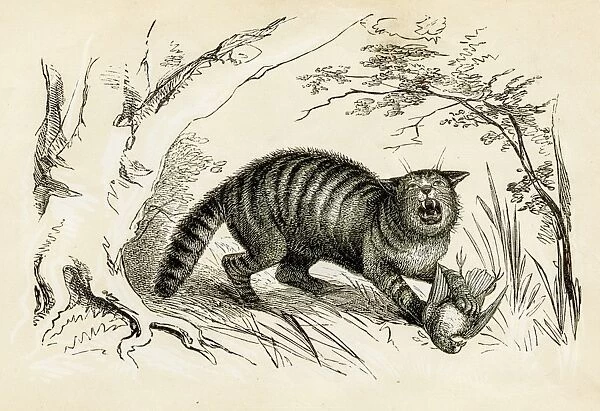 Wild cat engraving 1851