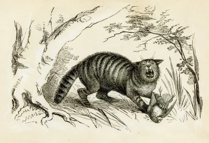 Framed Print : Wild cat engraving 1851 Framed Print : Wild cat engraving 1851