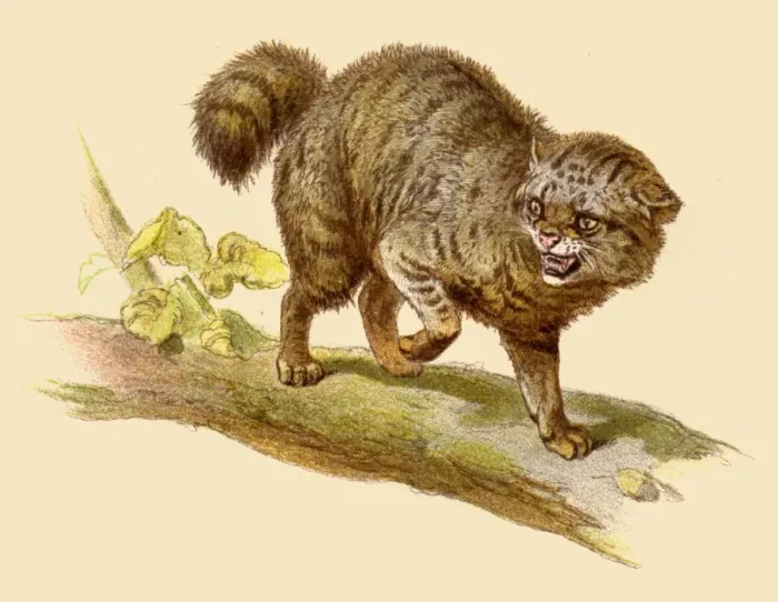 Framed Print : Wild Cat feral illustration 1888 Framed Print : Wild Cat feral illustration 1888