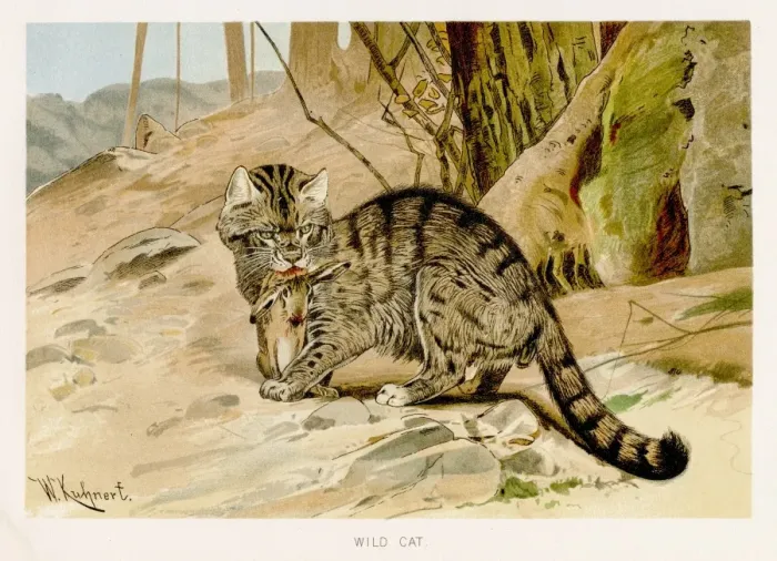 Framed Print : Wild cat lithograph 1894 Framed Print : Wild cat lithograph 1894