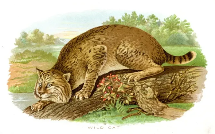 Framed Print : Wild cat lithograph 1897 Framed Print : Wild cat lithograph 1897