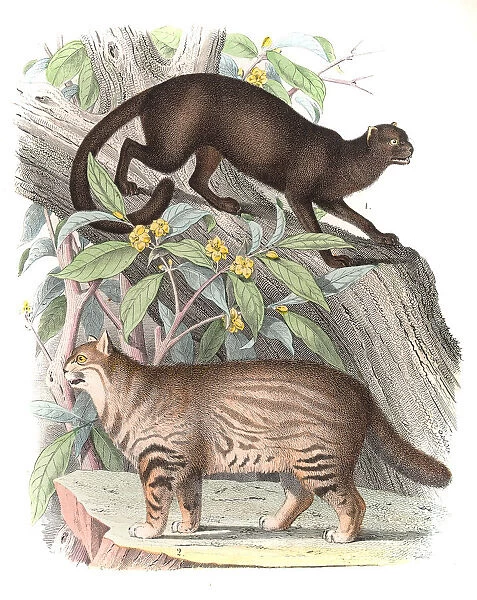 Wild Cats engraving 1853
