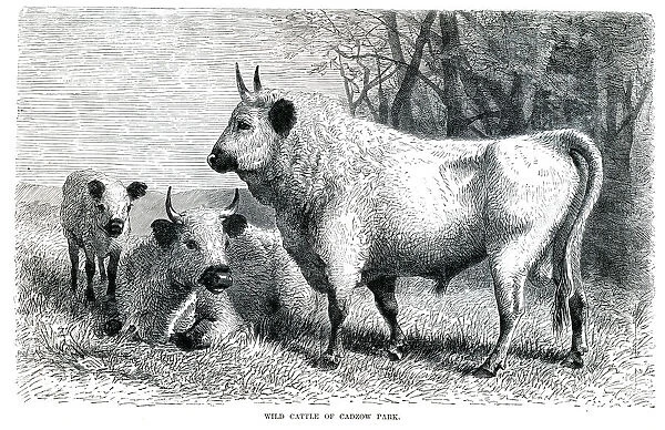 Wild cattle engraving 1896