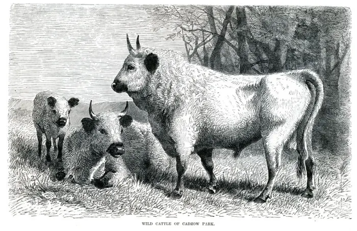 Framed Print : Wild cattle engraving 1896