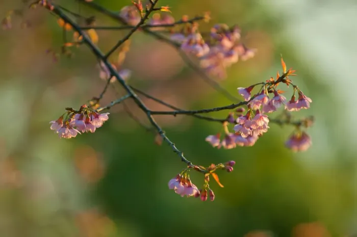 Framed Print : Wild cherry blossom at Doi Ang Khang, Chiangmai