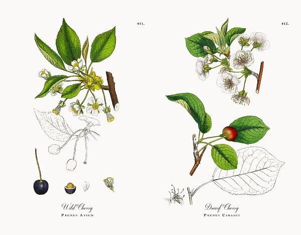 Wild Cherry, Prunus Avium, Victorian Botanical Illustration, 1863