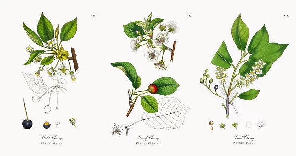 Wild Cherry, Prunus Avium, Victorian Botanical Illustration, 1863