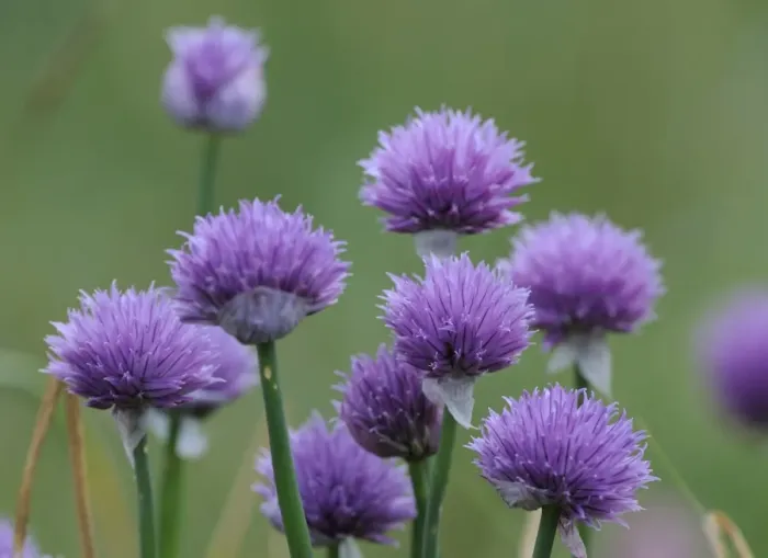 Framed Print : Wild chives -Allium schoenoprasum-, Mala Fatra National Park, Slovakia, Europe Framed Print : Wild chives -Allium schoenoprasum-, Mala Fatra National Park, Slovakia, Europe