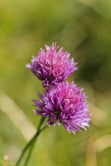 Framed Print : Wild chives -Allium schoenoprasum ssp. Sibiricum-, Wurzeralm alp, Spital am Pyhrn, Pyhrn-Priel, Traunviertel region, Upper Austria, Austria, Europe Framed Print : Wild chives -Allium schoenoprasum ssp. Sibiricum-, Wurzeralm alp, Spital am Pyhrn, Pyhrn-Priel, Traunviertel region, Upper Austria, Austria, Europe