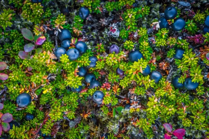 Framed Print : Wild Crowberries, Iceland Framed Print : Wild Crowberries, Iceland
