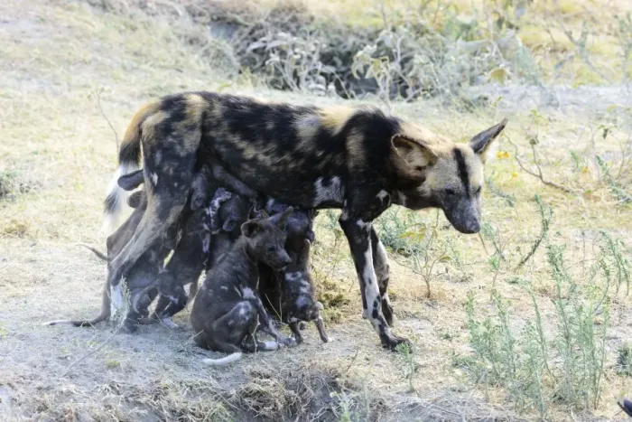 Framed Print : Wild dog (Lycaon pictus) nursing puppies, Ngorongoro Crater Conservation Area