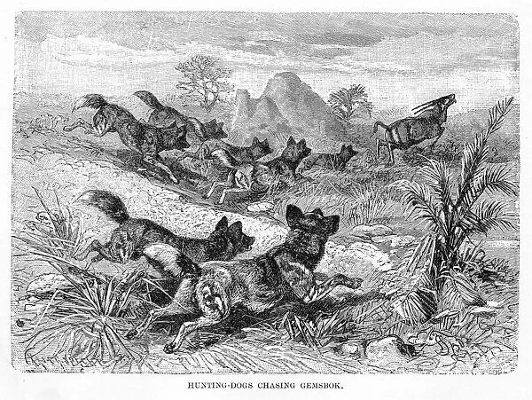 Wild dogs hunting engraving 1894