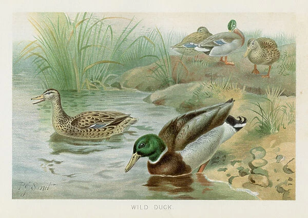Wild duck chromolithograph 1896
