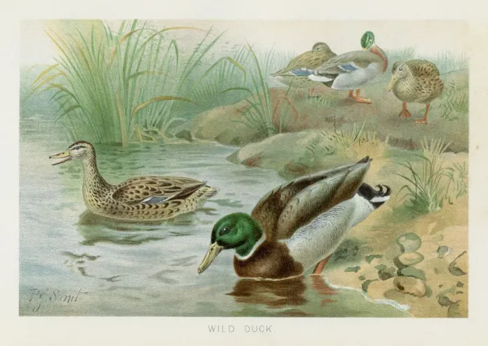 Framed Print : Wild duck chromolithograph 1896 Framed Print : Wild duck chromolithograph 1896