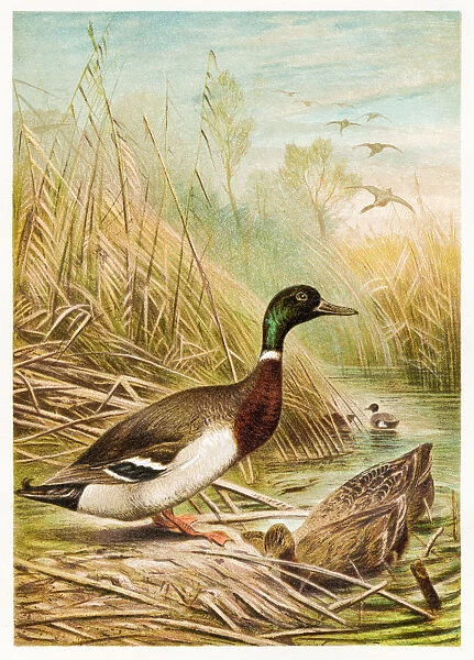 Wild duck engraving 1892