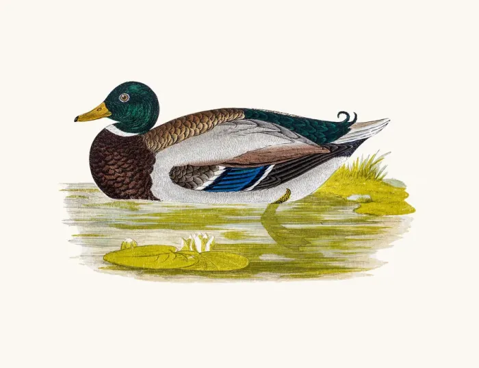 Framed Print : Wild Duck Waterfowl bird