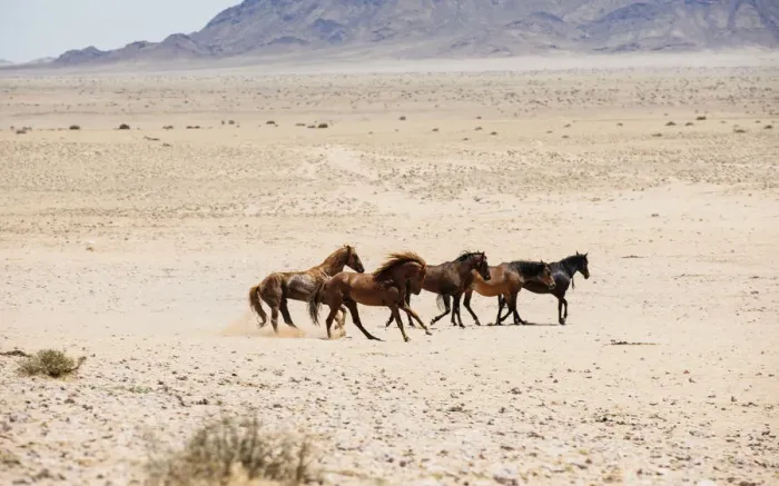 Framed Print : Wild Feral Horses of the Namib Desert near Garub, Namibia