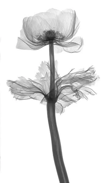 Wild flower (Anemone sp. ), X-ray