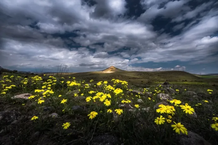 Framed Print : wild flower field in Turkey Framed Print : wild flower field in Turkey