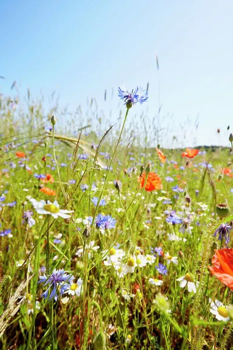 Framed Print : Wild flower meadow with chamomile flowers, poppies and cornflowers against blue sky in summer Framed Print : Wild flower meadow with chamomile flowers, poppies and cornflowers against blue sky in summer