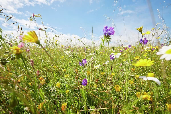 Wild flower meadow against sky in summer