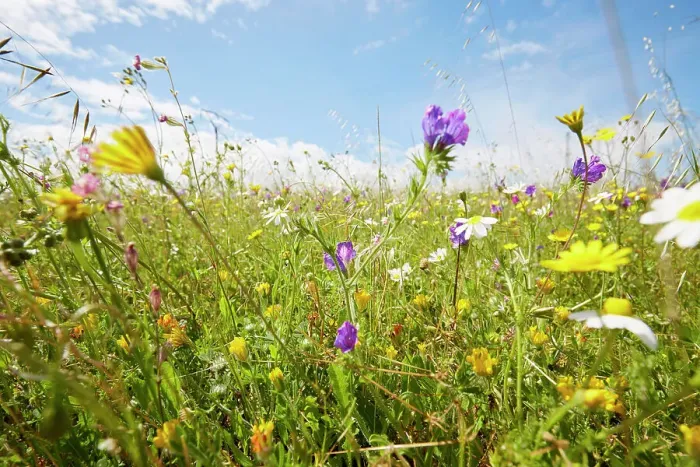 Framed Print : Wild flower meadow against sky in summer Framed Print : Wild flower meadow against sky in summer