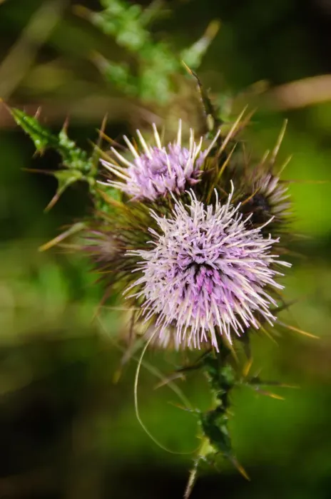 Framed Print : Wild Flowers